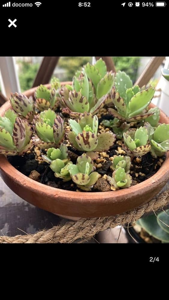 Amazon.co.jp: 多肉植物 子宝草 コダカラソウ 抜き苗 10本